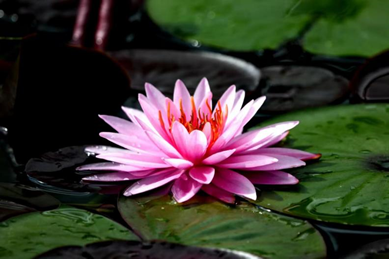 必赢·网络游戏平台-(中国游)有限公司